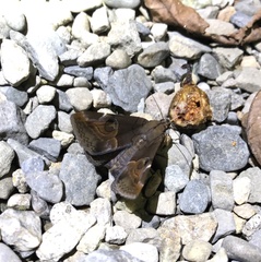Ommatophora luminosa