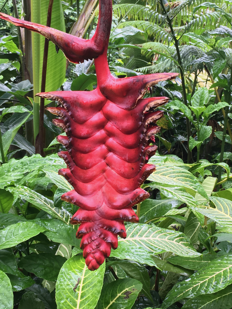 Heliconia mariae