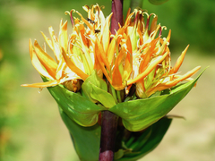 Gentiana lutea aurantiaca