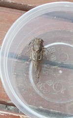 Gelidea torrida