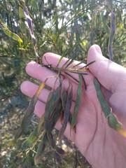 Acacia linifolia