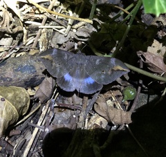 Ischyja ferrifracta