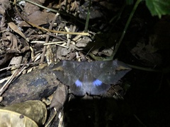 Ischyja ferrifracta