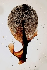 Lamproderma piriforme