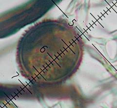 Lamproderma piriforme
