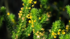 Euryops algoensis