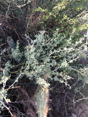 Parkinsonia texana texana
