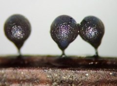 Lamproderma piriforme