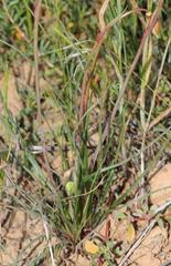 Cyanella alba alba