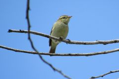 Phylloscopus trochiloides