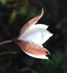 Cyanella alba alba
