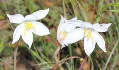 Cyanella alba alba