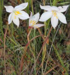 Cyanella alba alba
