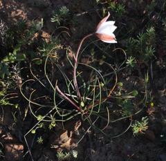 Cyanella alba alba