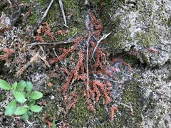 Selaginella nipponica