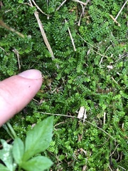 Selaginella nipponica