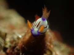 Nembrotha