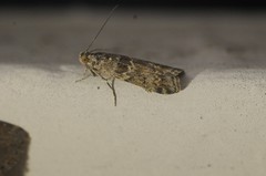 Ancylosis undulatella