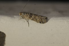 Ancylosis undulatella