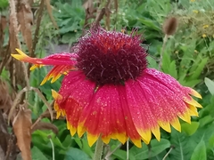 Gaillardia × grandiflora