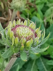 Gaillardia × grandiflora