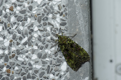 Anaplectoides inouei