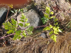 Angelica archangelica litoralis