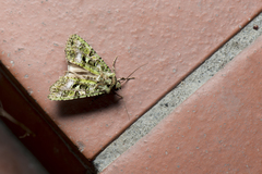 Euplexidia pallidivirens