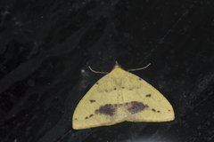 Heterolocha satoi