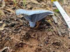 Lactarius indigo