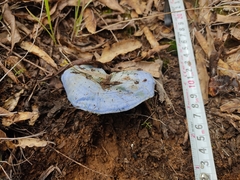 Lactarius indigo