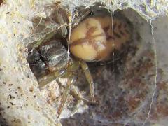 Amaurobioides africana