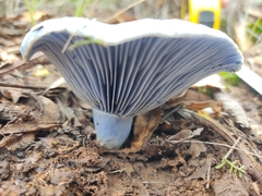 Lactarius indigo
