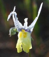 Nemesia cheiranthus