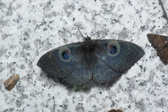 Erebus albicinctus