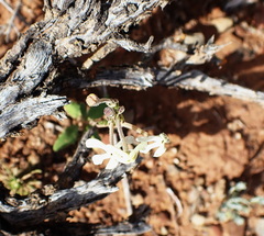 Lyperia tristis