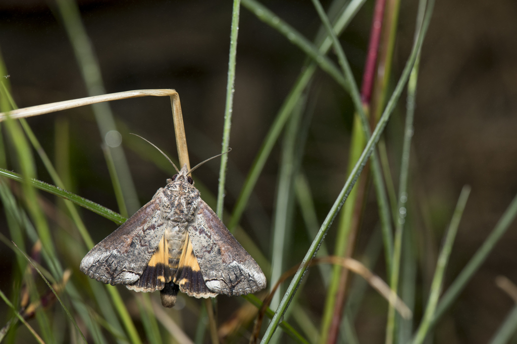 Moth