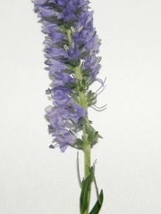 Veronica spicata spicata