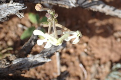 Lyperia tristis