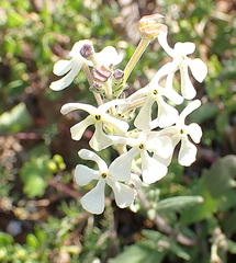 Lyperia tristis