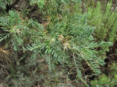 Astragalus denudatus