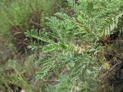Astragalus denudatus