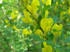 Chamaecytisus ruthenicus