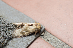 Hupodonta corticalis