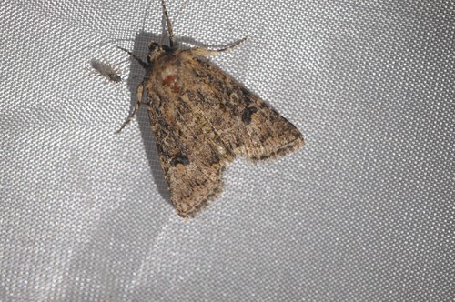 Light-spotted Quaker photo 5