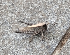 Phlaeoba angustidorsis