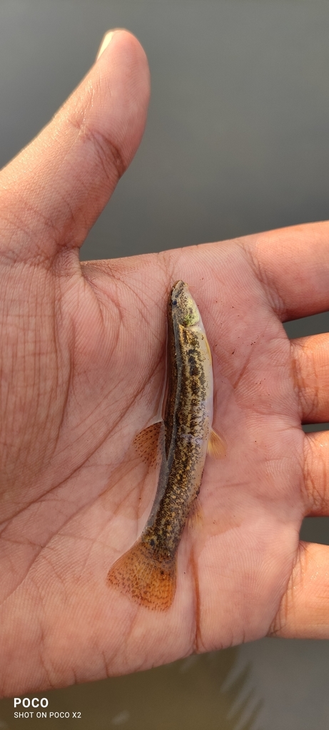 Lepidocephalichthys