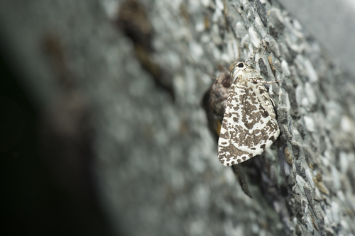 Ourapteryx variolaria