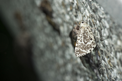 Ourapteryx variolaria