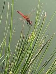 Sympetrum fonscolombii